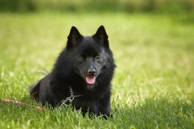 Köpek portresi. Doğası gereği çok sevimli. Çok güzel bir yüzü var.