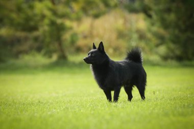 Köpek portresi. Doğası gereği çok sevimli. Çok güzel bir yüzü var.