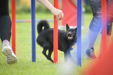 Köpek çeviklik eğitimi için slalom koşuyor yaz kampı czech slalom..