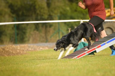 Köpek köpek gezintisinde çeviklik parkında koşuyor. Rekabet için yeni şeyler öğretiyor..