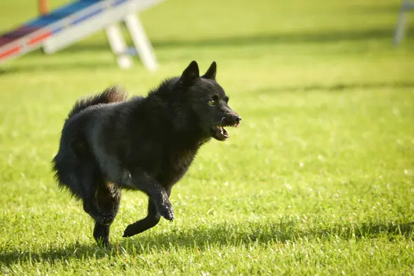 Köpek çimenlerde koşuyor. Çok güzel bir yüzü var. Çok sabırlı bir model..