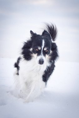 Üç renkli Sınır Çobanı karda sahada koşuyor. O çok yumuşak bir köpek..