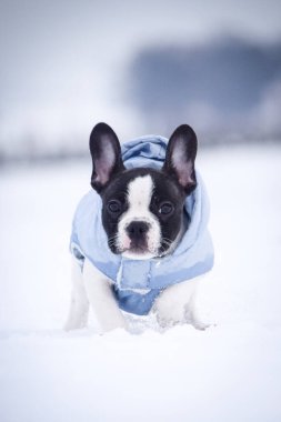 Küçük Fransız bulldog karda koşuyor. Paltosu var.