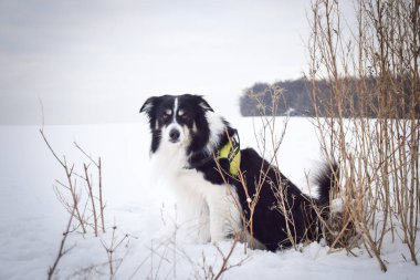 Sınırdaki üç renkli çoban köpeği karda sahada oturuyor. O çok yumuşak bir köpek..