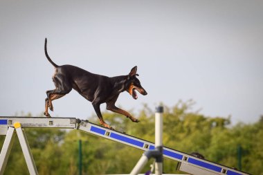 Köpek köpek gezintisinde çeviklik parkında koşuyor. Rekabet için yeni şeyler öğretiyor..
