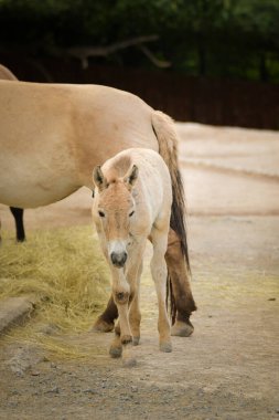 Przewalski 'nin Atı hayvanat bahçesinde otluyor. Hayvanat bahçesinde sonbahar günü