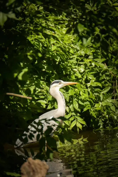 Ashen Egret hayvanat bahçesinde uçuyor. Gölette bir kuş.