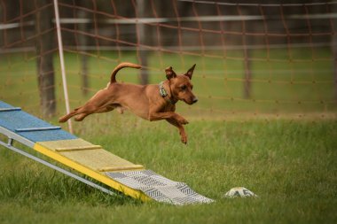 Köpek köpek gezintisinde çeviklik parkında koşuyor. Rekabet için yeni şeyler öğretiyor..