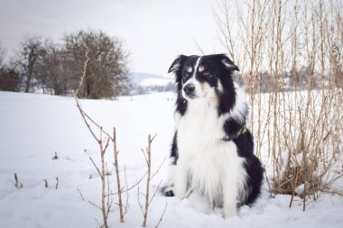 Sınırdaki üç renkli çoban köpeği karda sahada oturuyor. O çok yumuşak bir köpek..