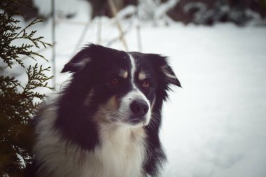 Sınırdaki üç renkli çoban köpeği karda sahada oturuyor. O çok yumuşak bir köpek..