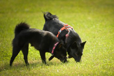 Köpekler dışarıda çimlerin üzerinde oynuyorlar. O çok çılgın bir köpek..