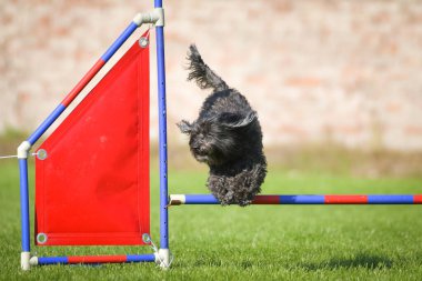Köpek engellerin üzerinden atlıyor. Czech çeviklik yarışmasında harika bir gün..