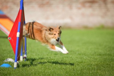 Köpek engellerin üzerinden atlıyor. Czech çeviklik yarışmasında harika bir gün..