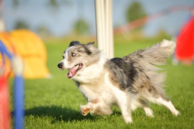 Köpek çeviklik eğitimi için slalom koşuyor yaz kampı czech slalom..