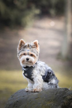 Köpeğin sonbahar portresi. Doğası gereği çok sevimli. Çok güzel bir yüzü var.