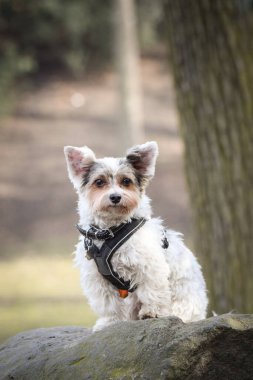 Köpeğin sonbahar portresi. Doğası gereği çok sevimli. Çok güzel bir yüzü var.