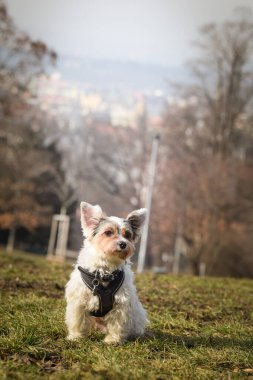 Köpeğin sonbahar portresi. Doğası gereği çok sevimli. Çok güzel bir yüzü var.