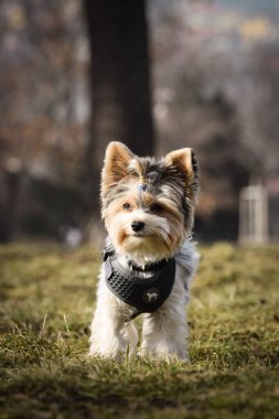 Köpeğin sonbahar portresi. Doğası gereği çok sevimli. Çok güzel bir yüzü var.