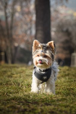 Köpeğin sonbahar portresi. Doğası gereği çok sevimli. Çok güzel bir yüzü var.