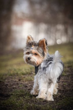 Köpeğin sonbahar portresi. Doğası gereği çok sevimli. Çok güzel bir yüzü var.