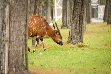 Antiloplar safaride etraflarında dolaşıyorlar. Safari parkında başıboş dolaşan hayvanlar..