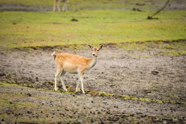 Safaride etrafını saran nadasa ermiş geyik. Safari parkında başıboş dolaşan hayvanlar..