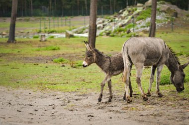 Eşek safaride etrafını dolaşıyor. Safari parkında başıboş dolaşan hayvanlar..