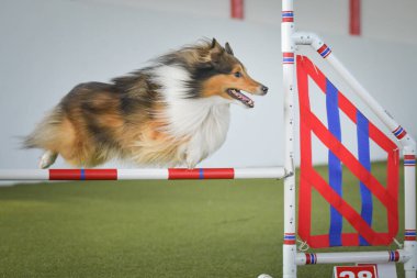 Köpek engellerin üzerinden atlıyor. Czech çeviklik yarışmasında harika bir gün..
