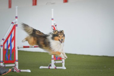 Köpek engellerin üzerinden atlıyor. Czech çeviklik yarışmasında harika bir gün..