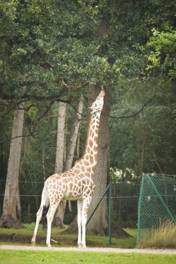 Zürafa safaride etrafını sarıyordu. Safari parkında başıboş dolaşan hayvanlar..
