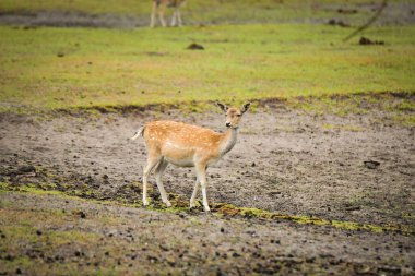 Antiloplar safaride etraflarında dolaşıyorlar. Safari parkında başıboş dolaşan hayvanlar..