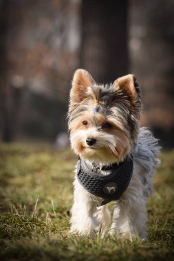 Köpeğin sonbahar portresi. Doğası gereği çok sevimli. Çok güzel bir yüzü var.