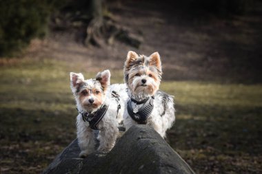 Köpeklerin sonbahar portresi. Doğaları gereği çok tatlılar. Çok güzel yüzleri var.