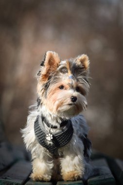 Köpeğin sonbahar portresi. Doğası gereği çok sevimli. Çok güzel bir yüzü var.