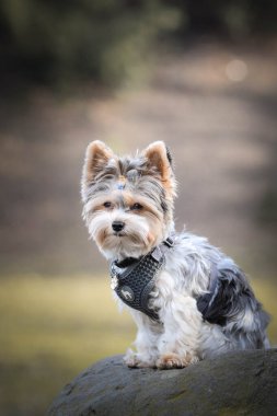 Köpeğin sonbahar portresi. Doğası gereği çok sevimli. Çok güzel bir yüzü var.