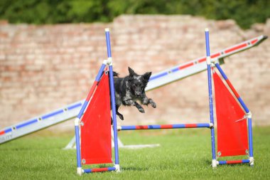 Köpek engellerin üzerinden atlıyor. Czech çeviklik yarışmasında harika bir gün..