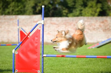 Köpek engellerin üzerinden atlıyor. Czech çeviklik yarışmasında harika bir gün..