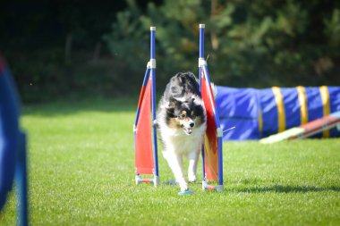 Köpek engellerin üzerinden atlıyor. Czech çeviklik yarışmasında harika bir gün..