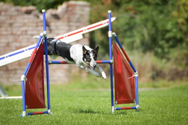 Köpek engellerin üzerinden atlıyor. Czech çeviklik yarışmasında harika bir gün..