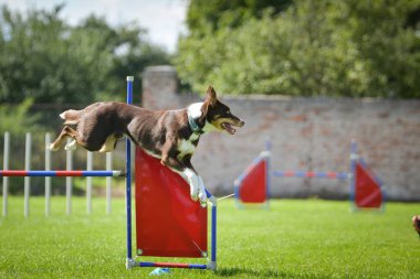 Köpek engellerin üzerinden atlıyor. Czech çeviklik yarışmasında harika bir gün..