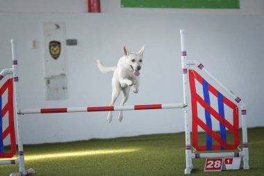 Köpek engellerin üzerinden atlıyor. Czech çeviklik yarışmasında harika bir gün..