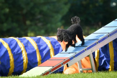 Köpek köpek gezintisinde çeviklik parkında koşuyor. Rekabet için yeni şeyler öğretiyor..