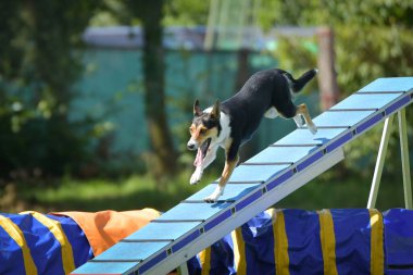Köpek köpek gezintisinde çeviklik parkında koşuyor. Rekabet için yeni şeyler öğretiyor..