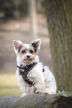 Köpeğin sonbahar portresi. Doğası gereği çok sevimli. Çok güzel bir yüzü var.