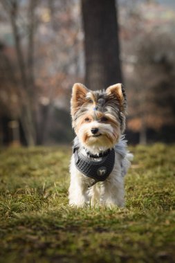 Köpeğin sonbahar portresi. Doğası gereği çok sevimli. Çok güzel bir yüzü var.