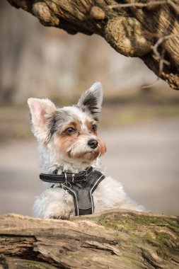 Köpeğin sonbahar portresi. Doğası gereği çok sevimli. Çok güzel bir yüzü var.