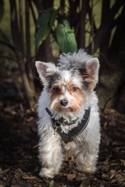Köpeğin sonbahar portresi. Doğası gereği çok sevimli. Çok güzel bir yüzü var.