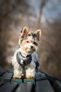 Köpeğin sonbahar portresi. Doğası gereği çok sevimli. Çok güzel bir yüzü var.