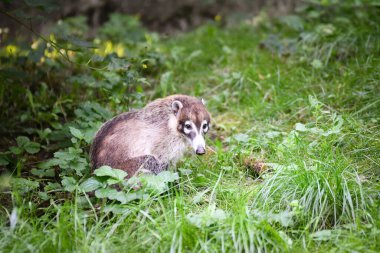 Nasua narica 'nın safariye kapatılmış hali. Safari parkında başıboş dolaşan hayvanlar..