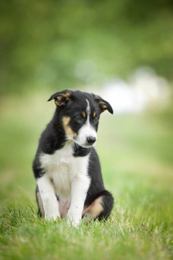 Doğadaki köpeğin bahar portresi. Doğası gereği çok sevimli. Çok güzel bir yüzü var.